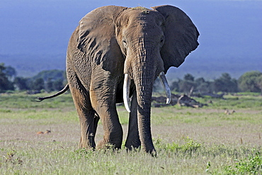 African Elephant (Loxodonta africana) wild adult male. Amboseli National Park, Kenya.