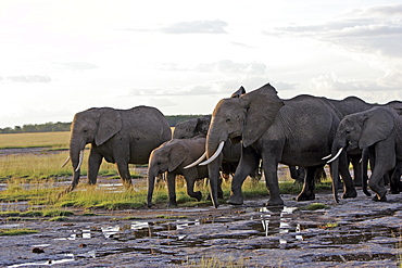 African Elephants (Loxodonta africana) wild adults and juveniles in breeding herd. Amboseli National Park, Kenya.