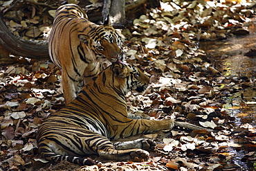 Bengal Tigers (Panthera Tigris Tigris) wild sub-adult males, critically enangered. Bandhavgarh Tiger Reserve, India.