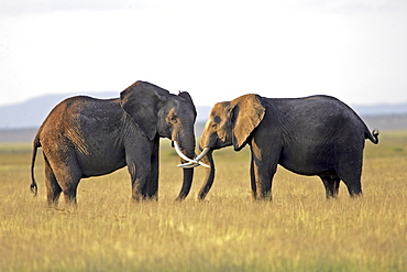 African Elephants (Loxodonta africana) wild adults. Amboseli National Park, Kenya.