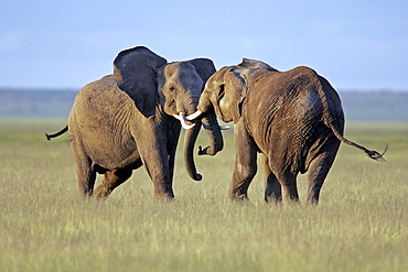 African Elephants (Loxodonta africana) wild adults. Amboseli National Park,  Kenya.