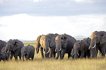 African Elephants (Loxodonta africana) wild female adults and juveniles, breeding herd. Amboseli National Park, Kenya.