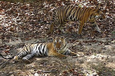 Bengal Tigers (Panthera tigris tigris),wild adult males, critically endangered. Bandhavgarh Tiger Reserve, India.