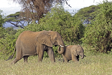 African Elephants (Loxodonta africana) wild adult female and juvenile. Amboseli National Park, Kenya.