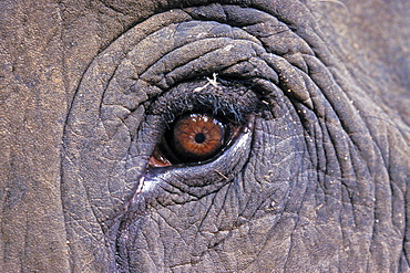 Asian Elephant, Indian Elephant (Elephas maximus Indicus) captive adult male. Bandhavgarh Tiger Reserve, India.