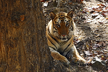 Bengal Tiger (Panthera Tigris Tigris) wild sub-adult male, critically endangered. Bandhavgarh Tiger Reserve, India.