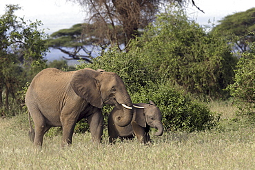 African Elephants (Loxodonta africana) wild female adult and juvenile. Phinda Reserve, South Africa.