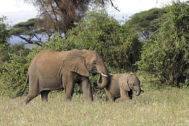 African Elephants (Loxodonta africana) wild adult female and juvenile. Amboseli National Park, Kenya.