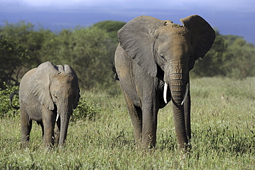 African Elephants (Loxodonta africana) wild adult female and juvenile. Amboseli National Park, Kenya.