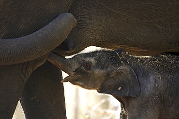 Asian Elephant, Indian Elephant (Elephas Maximus Indicus) wild adult female and juvenile. Bandhavgarh Tiger Reserve, India.