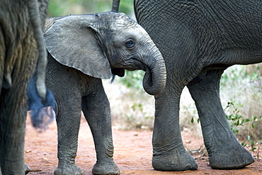 African Elephants (Loxodonta africana) wild female adult and juvenile. Phinda Reserve, South Africa.