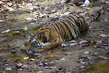 Bengal Tiger (Panthera Tigris Tigris) wild sub-adult male, critically endangered. Bandhavgarh Tiger Reserve, India