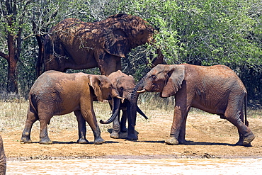 African Elephants (Loxodonta africana) wild female adult and juveniles. Phinda Reserve, South Africa.