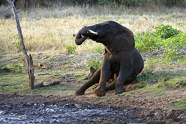 African Elephant (Loxodonta africana) wild adult male. Phinda Reserve, South Africa.