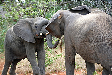 African Elephants (Loxodonta africana) wild adult females. Phinda Reserve, South Africa.