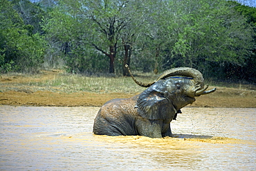 African Elephant (Loxodonta africana) wild adult female. Phinda Reserve, South Africa.