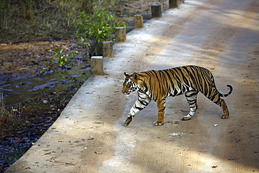 Bengal Tiger (Panthera tigris tigris),wild adult male, critically endangered. Bandhavgarh Tiger Reserve, India.