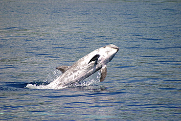 Risso's dolphin breaching (Grampus griseus) Azores, Atlantic Ocean   (RR)