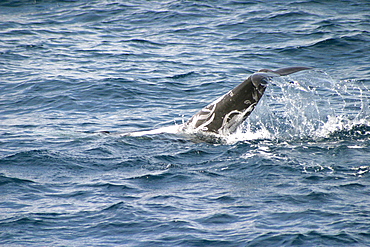 Risso's dolphin breaching (Grampus griseus) Azores, Atlantic Ocean   (RR)