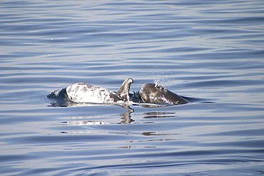 Risso's Dolphin, (Grampus griseus) mother and calf. Azores   (RR)