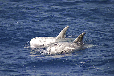 Risso's Dolphin, Grampus griseus, pair swimming off the Azores Islands   (RR)