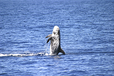 Risso's Dolphin, Grampus griseus, breaching off the Azores Islands   (RR)