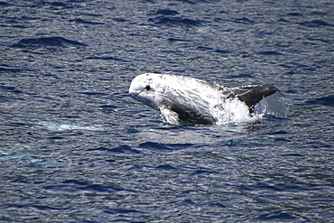 Risso's Dolphin, Grampus griseus, leaping off the Azores Islands   (RR)