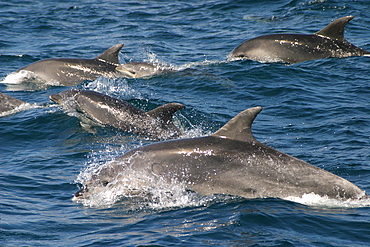 Pod of Bottlenose dolphins surfacing (Tursiops truncatus) Azores, Atlantic Ocean   (RR)