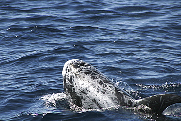 Risso's dolphin, Grampus griseus, at the surface in the Azores showing multiple scars along its back   (RR)