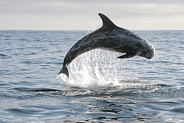 Risso's Dolphin leaping clear out of the water during a bout of socialising   (RR)