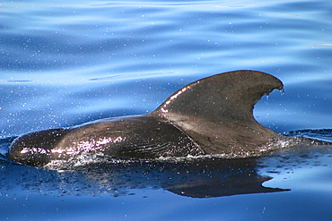 Short-finned pilot whale surfacing (Globicephala macrorhynchus) Azores, Atlantic Ocean   (RR)