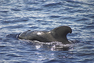 Short-fin Pilot Whale, Globicephala macrorhynchus, swimming off the Azores Islands   (RR)