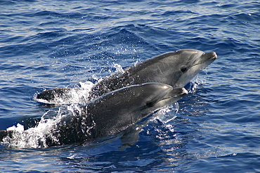 Two Bottlenose dolphins surfacing in tandem (Tursiops truncatus) Azores, Atlantic Ocean   (RR)