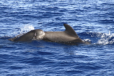 Short-fin Pilot Whale, Globicephala macrorhynchus, mother and calf swimming off the Azores Islands   (RR)