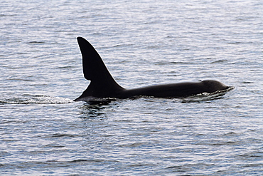 Semi-resident male Killer whale (Orcinus orca) off Scotland, known as John Coe recognised by the old wound in his dorsal fin. Hebrides, West coast of Scotland. 