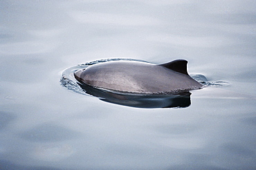 Harbour porpoise (Phocoena phocoena) with small blow hole and triangular dorsal fin visible above the surface. Hebrides, Scotland 