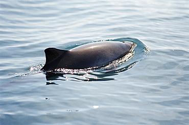 Harbour porpoise (Phocoena phocoena) showing characteristic pigmentation on its flanks and triangular dorsal fin. Hebrides, Scotland 