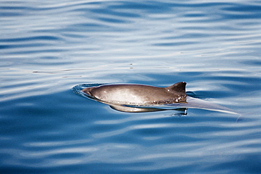 Harbour porpoise (Phocoena phocoena) showing characteristic pigmentation on its flanks and triangular dorsal fin. Hebrides, Scotland 