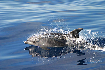 Bottlenose dolphin surfacing (Tursiops truncatus) Azores, Atlantic Ocean   (RR)