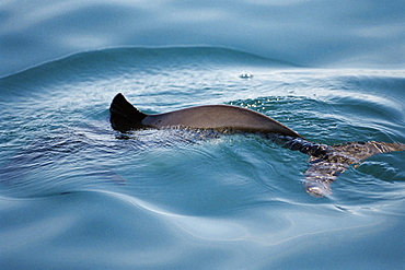 Harbour porpoise (Phocoena phocoena) with tail visible through the water and characteristic triangular dorsal fin just leaving the surface. Hebrides, Scotland 