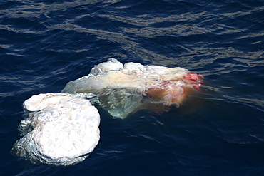 Floating placenta of Sperm whale (Physeter macrocephalus) Azores, Atlantic Ocean   (RR)