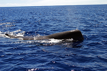 Sperm whale at surface (Physeter macrocephalus) Azores, Atlantic Ocean   (RR)