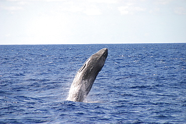 Sperm whale breaching (Physeter macrocephalus) Azores, Atlantic Ocean   (RR)