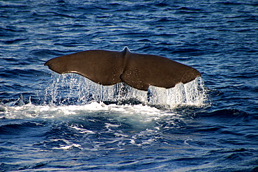 Sperm whale tail fluke (Physeter macrocephalus) Azores, Atlantic Ocean   (RR)