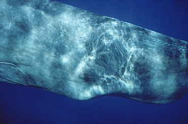 Sperm Whale (Physeter macrocephalus) eye underwater. Azores