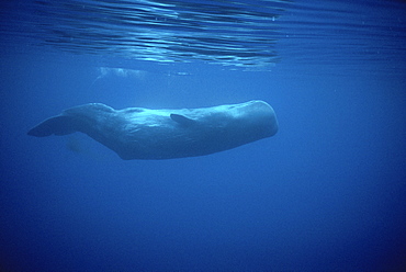 Sperm Whale (Physeter macrocephalus) upside down underwater. Azores