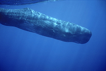 Sperm Whale (Physeter macrocephalus) underwater. Azores