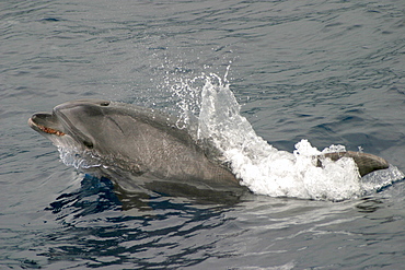 Bottlenose dolphin splashing at surface (Tursiops truncatus) Azores, Atlantic Ocean   (RR)