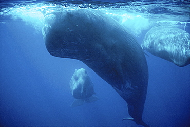 Sperm Whale (Physeter macrocephalus) head on underwater with 2 others behind it. Azores