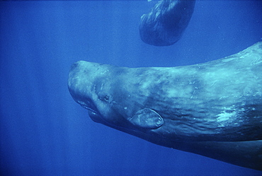 Sperm Whale (Physeter macrocephalus) underwater. Azores